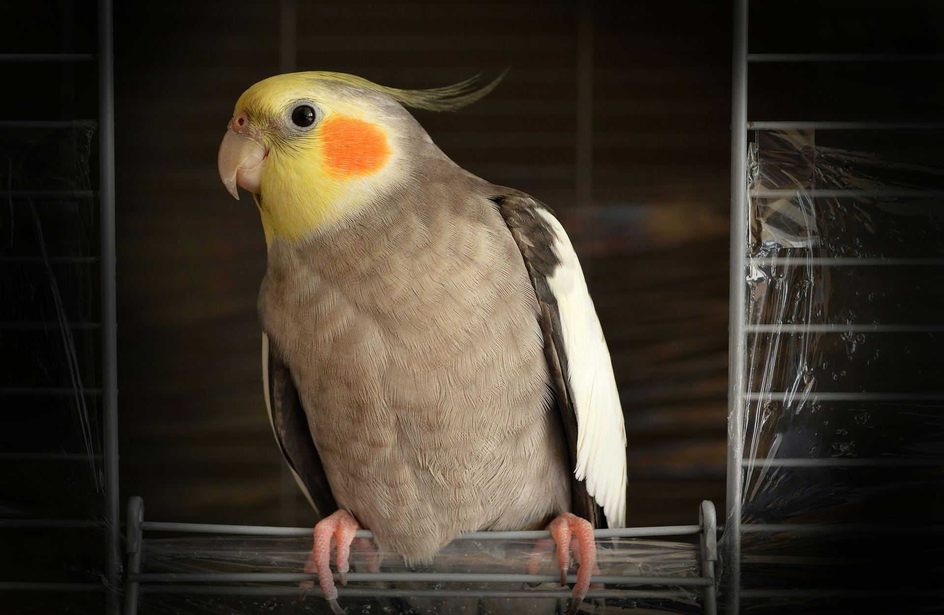 Buy Cockatiels in Behror Tehsil