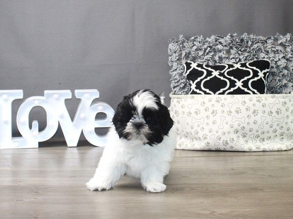 Shih Tzu, Shih Tzu