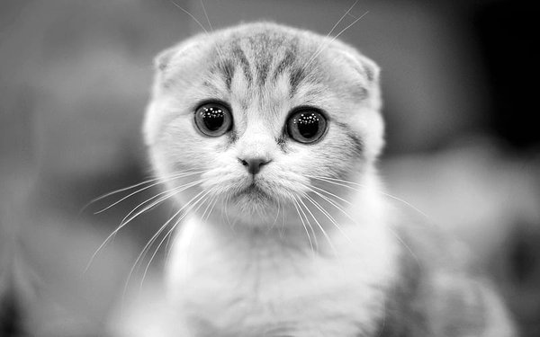 Scottish Fold Kitten, Scottish Fold Kitten