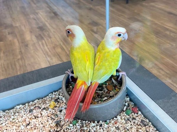 Sun Cheek Conure, Sun Cheek Conure