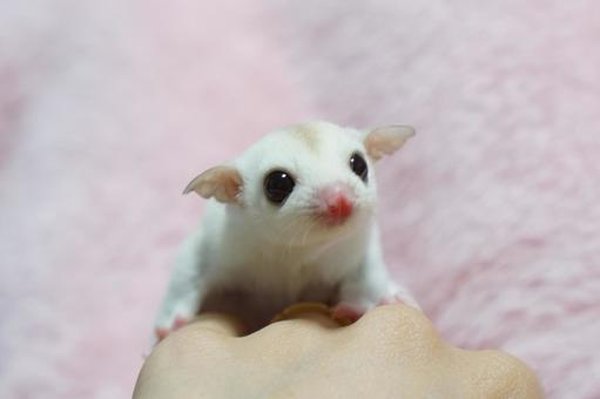 Sugar Glider, Sugar Glider