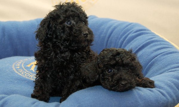 Toy Poodle Puppy, Toy Poodle Puppy