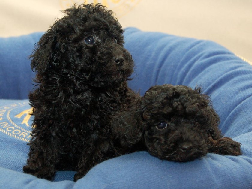 Toy Poodle Puppy, Toy Poodle Puppy, available in Gurgaon