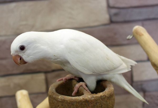 Albino Monk, Albino Monk