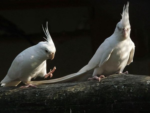 Albino Cockatiel, Cockatiel