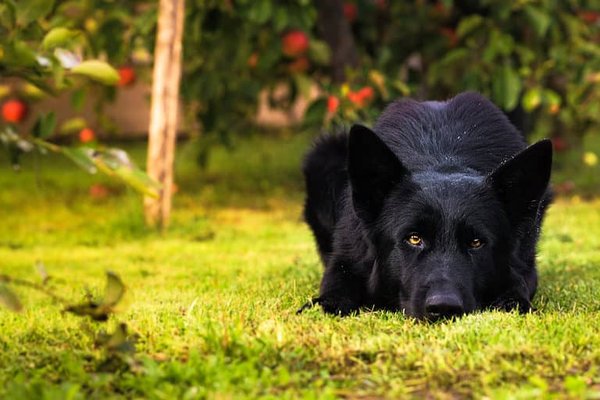 German Shepherd, German Shepherd Puppy