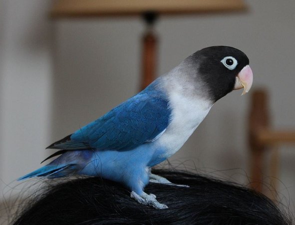 African Love Birds, African Love Birds