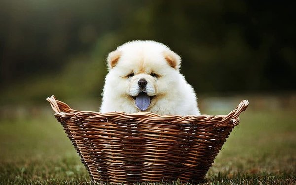 Chow Chow Puppy, Chow Chow Puppy