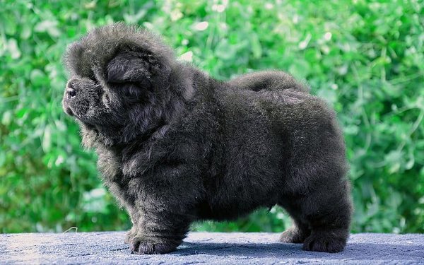 Chow Chow Puppy, Chow Chow Puppy