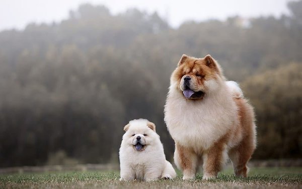 Chow Chow Puppy, Chow Chow Puppy