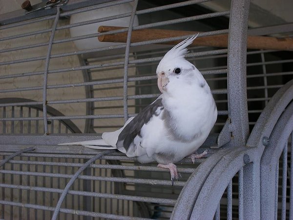 Cockatiel White Face, Cockatiel
