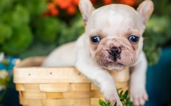 French Bulldog, French Bulldog Puppy