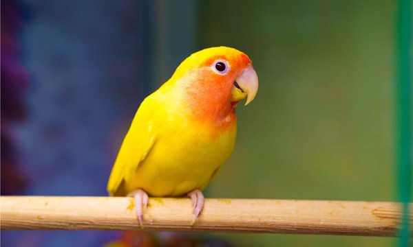African Love Birds Yellow & Orange, African Love Birds