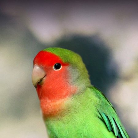 African Love Birds Peach Face, African Love Birds