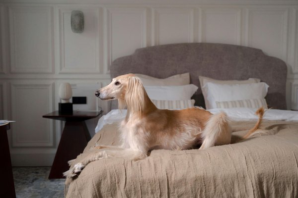Afghan Hound Puppy, Afghan Hound Puppy