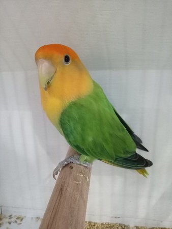 African Love Birds, African Love Birds