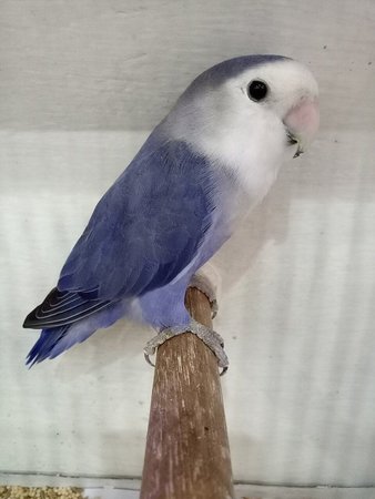 African Love Birds, African Love Birds