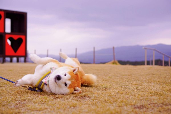 Akita Inu Puppy, Akita Inu Puppy