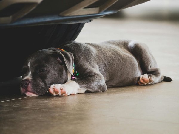 American Bully Pocket Size Puppy, American Bully Pocket Size Puppy
