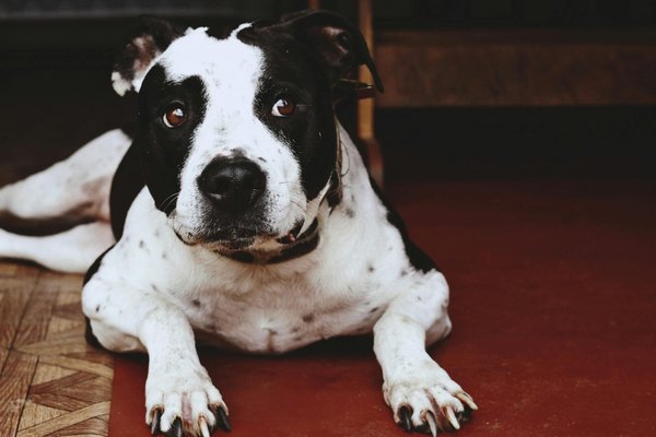 American Bully Standard Size Puppy, American Bully Standard Size Puppy