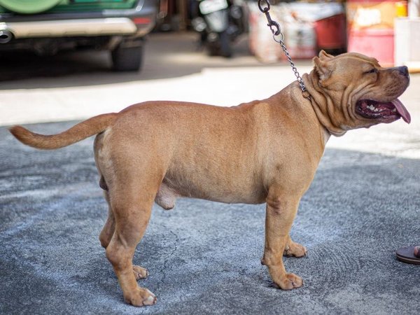 American Bully XL Size Puppy, American Bully XL Size Puppy