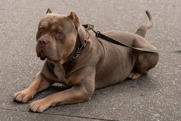 American Bully XXL Size Puppy, American Bully XXL Size Puppy