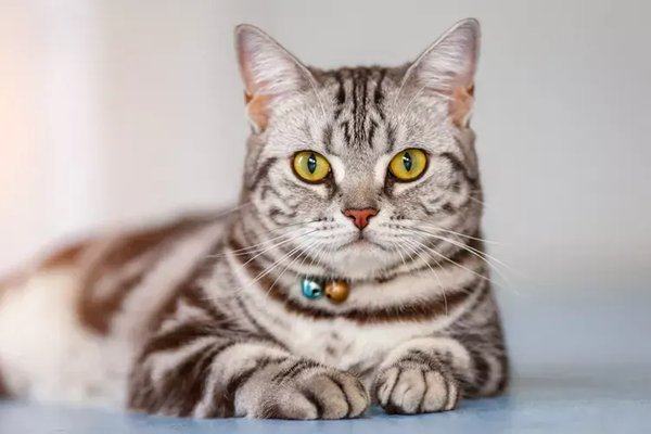 American Short Hair Kitten, American Short Hair Kitten
