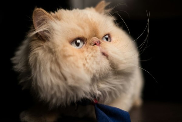 Persian Kitten (Punch Face), Persian Kitten (Punch Face)
