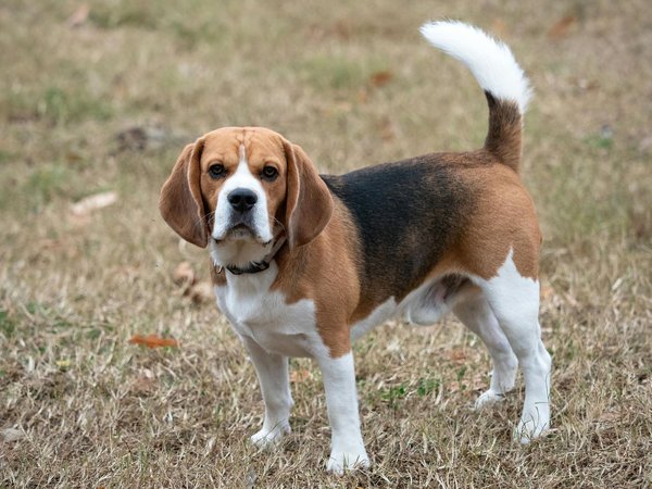 Beagle Black & Tan Puppy, Beagle Black & Tan Puppy