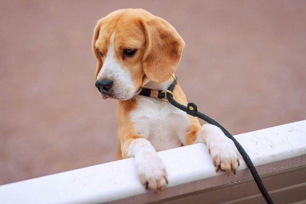 Beagle, Beagle