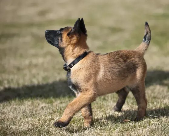 Belgian Malinois Puppy, Belgian Malinois Puppy