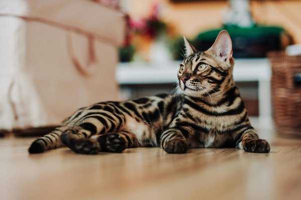Bengal Kitten, Bengal Kitten