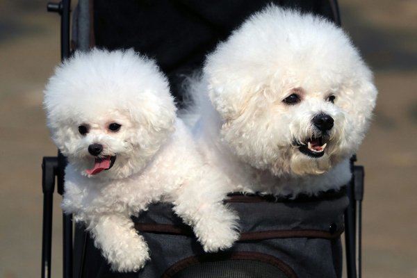 Bichon Frise Puppy, Bichon Frise Puppy