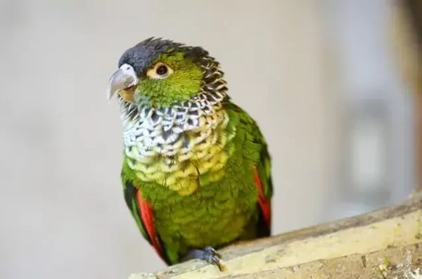 Black Capped Conure, Black Capped Conure