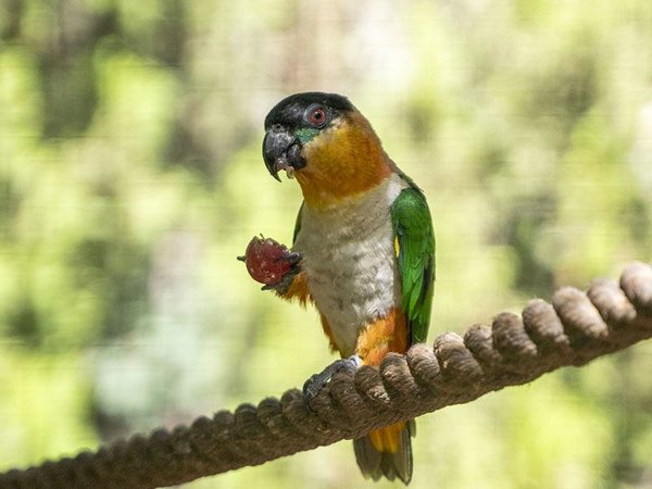 Black Headed Caique, Black Headed Caique