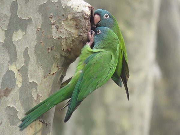 Blue Crown Conure, Blue Crown Conure