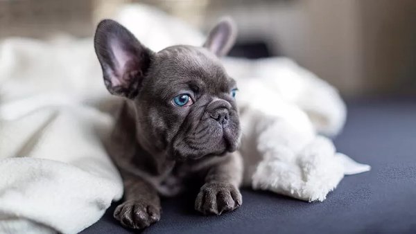 French Bulldog Puppy, French Bulldog Puppy