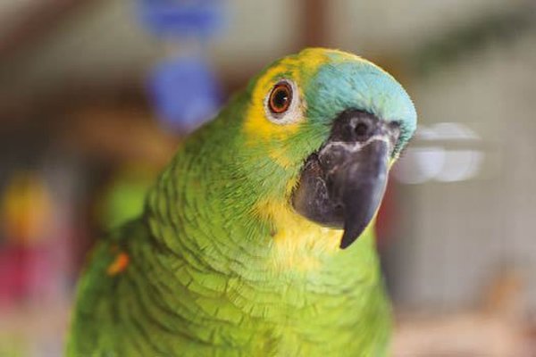 Blue Fronted Amazon, Blue Fronted Amazon