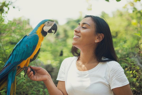 Blue & Gold Macaw, Blue & Gold Macaw