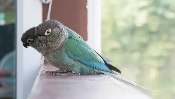 Blue Sided, Blue Sided