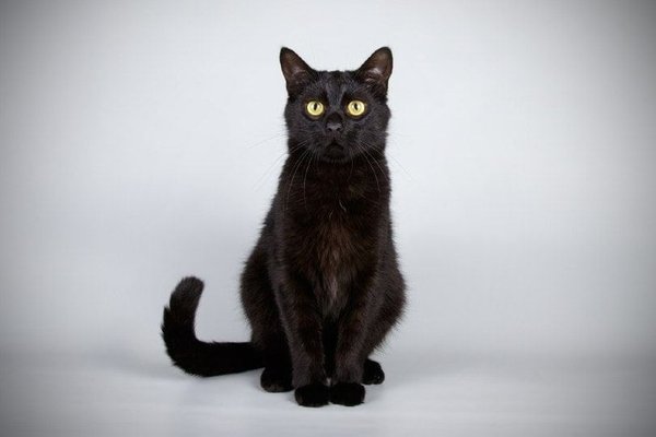 Bombay Kitten, Bombay Kitten