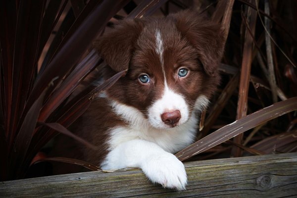 Border Collie Puppy, Border Collie Puppy