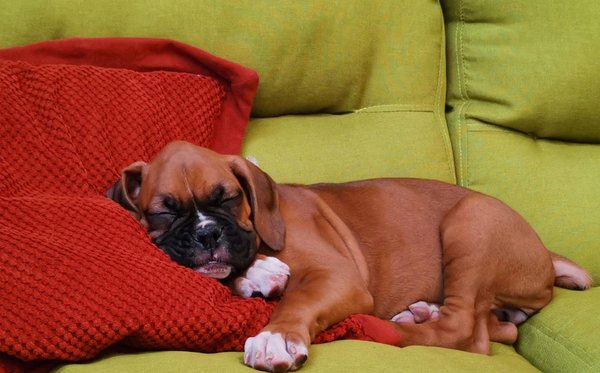 Boxer Puppy, Boxer Puppy