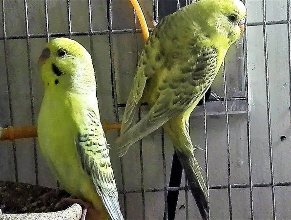 Budgies, Budgies
