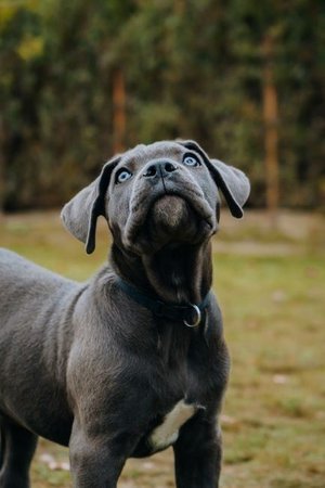 Cane Corso Puppy, Cane Corso Puppy