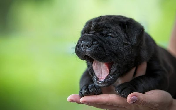 Cane Corso Puppy, Cane Corso Puppy