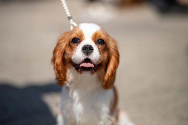 Cavalier King Charles Spaniel Puppy, Cavalier King Charles Spaniel Puppy