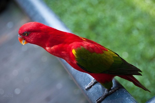 Chattering Lorikeet, Chattering Lorikeet