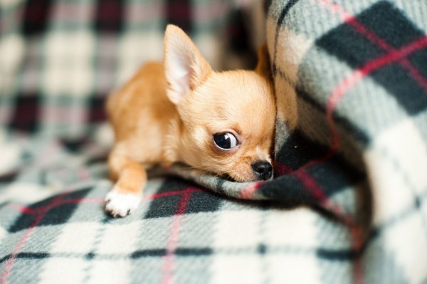 Chihuahua Puppy, Chihuahua Puppy