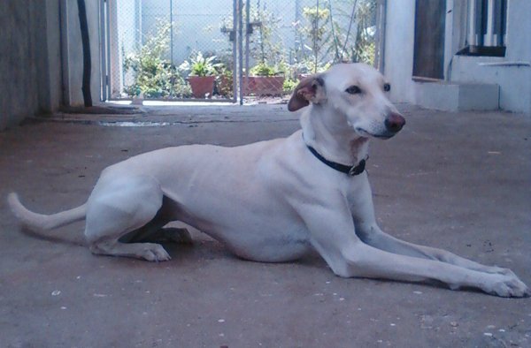 Chippiparai Puppy, Chippiparai Puppy